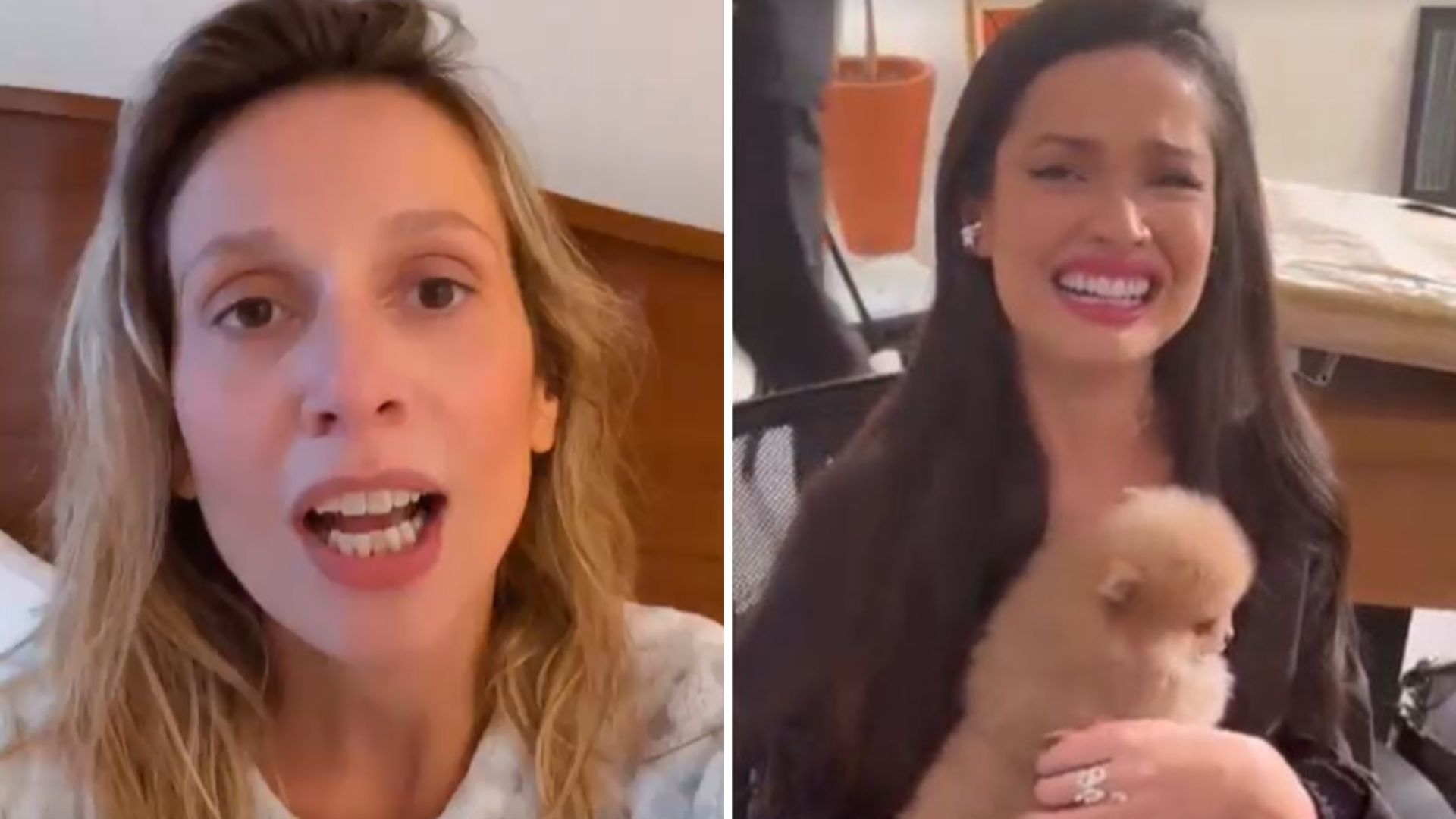 Luísa Mell acusa Juliette de lucrar com novos filhotes de cachorro: “Pra fazer propaganda”