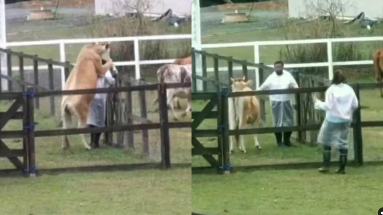 A Fazenda 13: O que rolou? Vaca faz ‘inversão de papéis’ e monta em Nego do Borel: “Tá no cio”